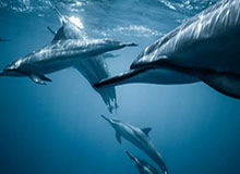 BB体育官方网站-亨德森展望新赛季放豪言：我将赢得年度最佳新秀